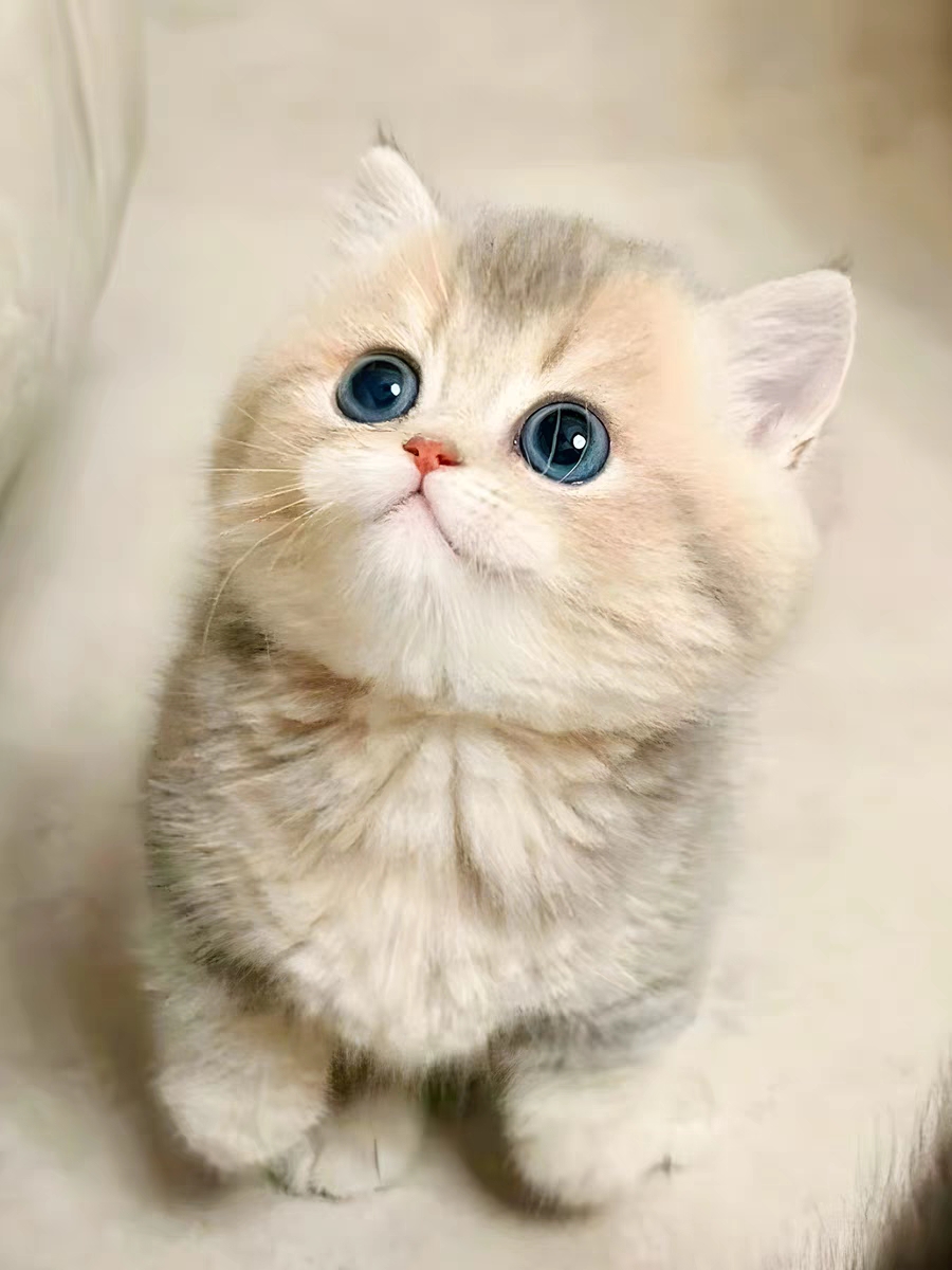 猫舍直销,批发价出售,蓝金渐层